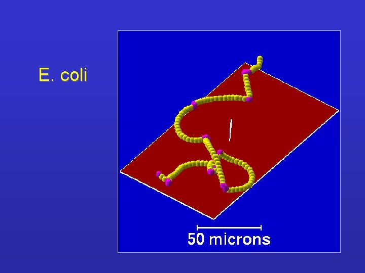 E. coli 