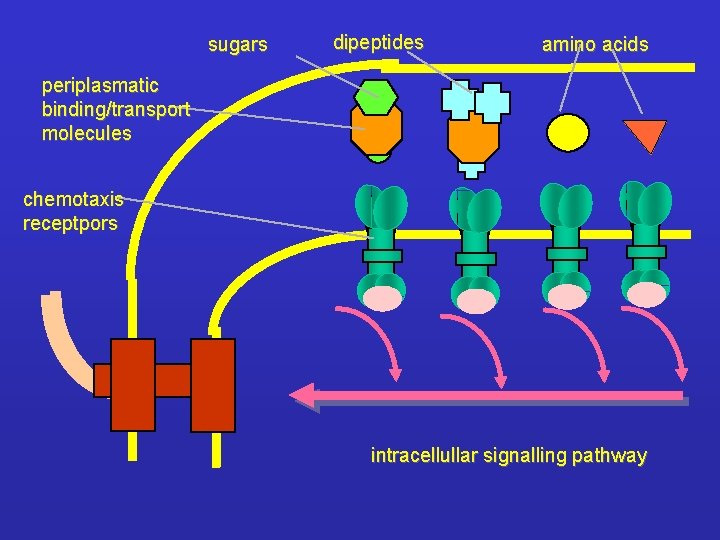 sugars dipeptides amino acids periplasmatic binding/transport molecules chemotaxis receptpors intracellullar signalling pathway 