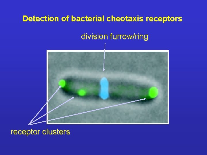 Detection of bacterial cheotaxis receptors division furrow/ring receptor clusters 
