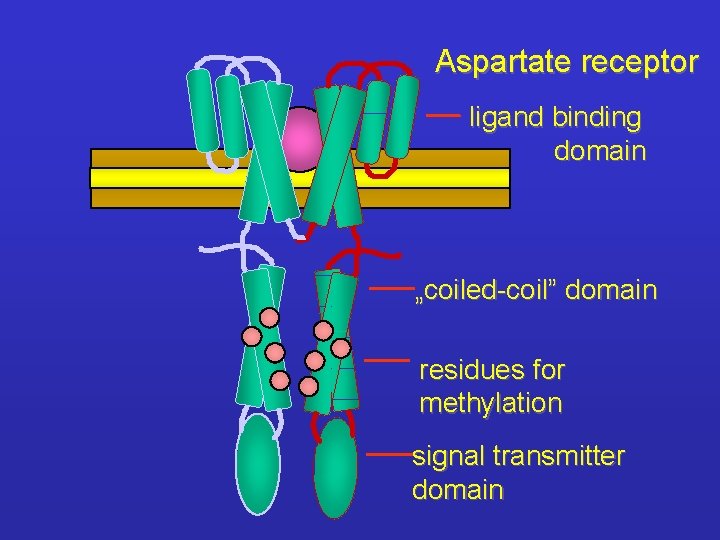 Aspartate receptor ligand binding domain „coiled-coil” domain residues for methylation signal transmitter domain 