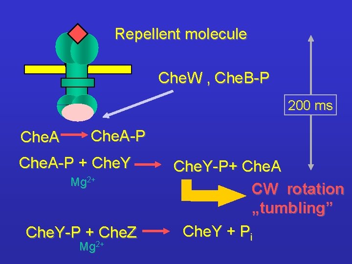 Repellent molecule Che. W , Che. B-P 200 ms Che. A-P + Che. Y