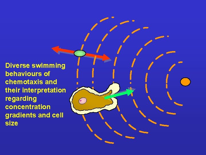 Diverse swimming behaviours of chemotaxis and their interpretation regarding concentration gradients and cell size