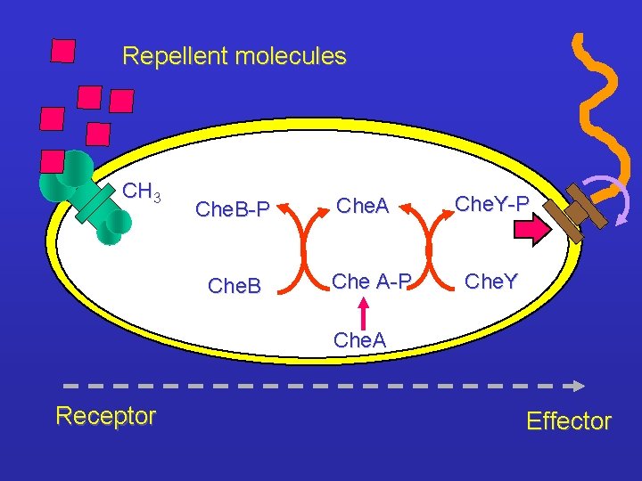 Repellent molecules CH 3 Che. B-P Che. B Che. A Che A-P Che. Y