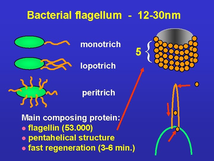 Bacterial flagellum - 12 -30 nm monotrich lopotrich peritrich Main composing protein: l flagellin
