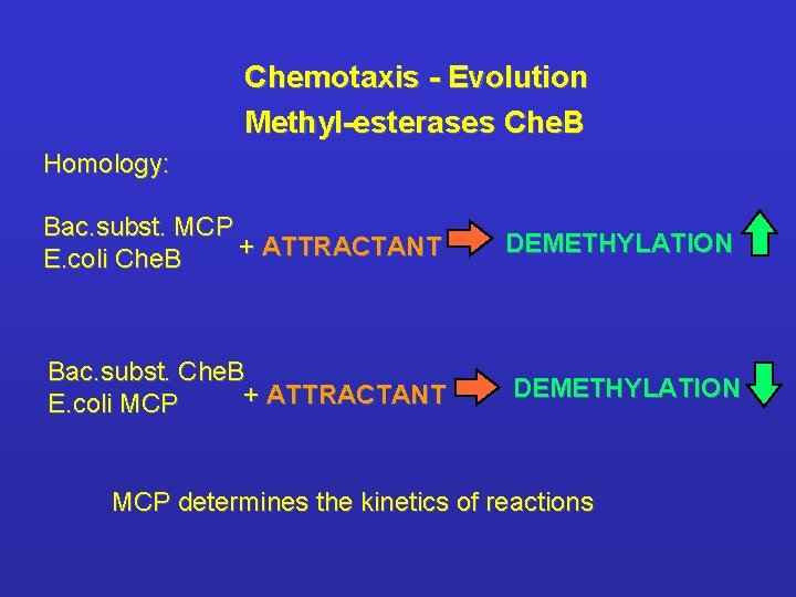 Chemotaxis - Evolution Methyl-esterases Che. B Homology: Bac. subst. MCP + ATTRACTANT E. coli