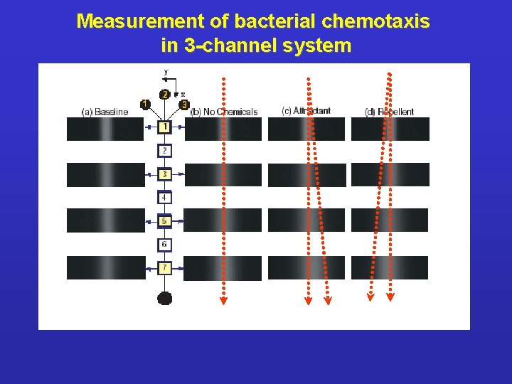 Measurement of bacterial chemotaxis in 3 -channel system 