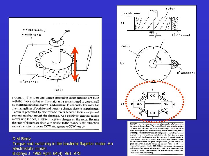 R M Berry: Torque and switching in the bacterial flagellar motor. An electrostatic model.