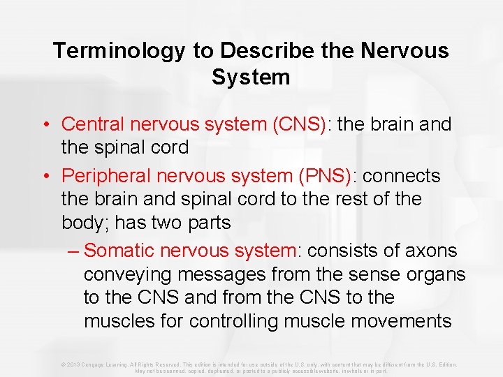 Terminology to Describe the Nervous System • Central nervous system (CNS): the brain and