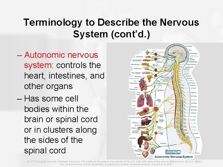 Terminology to Describe the Nervous System (cont’d. ) – Autonomic nervous system: controls the