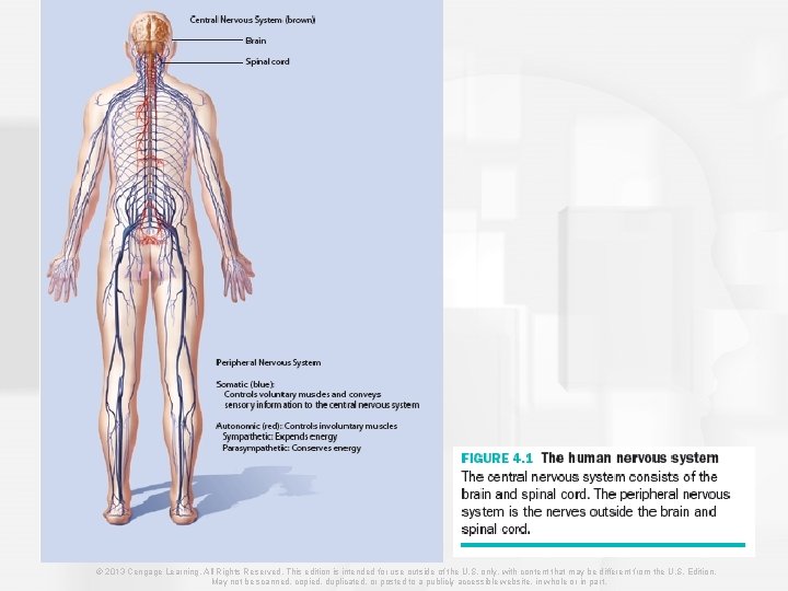 © 2013 Cengage Learning. All Rights Reserved. This edition is intended for use outside