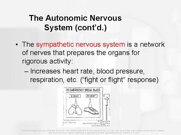 The Autonomic Nervous System (cont’d. ) • The sympathetic nervous system is a network
