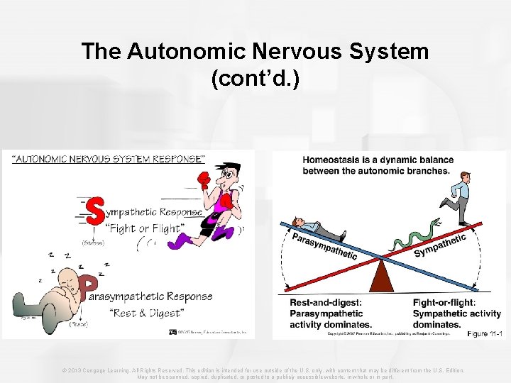 The Autonomic Nervous System (cont’d. ) © 2013 Cengage Learning. All Rights Reserved. This