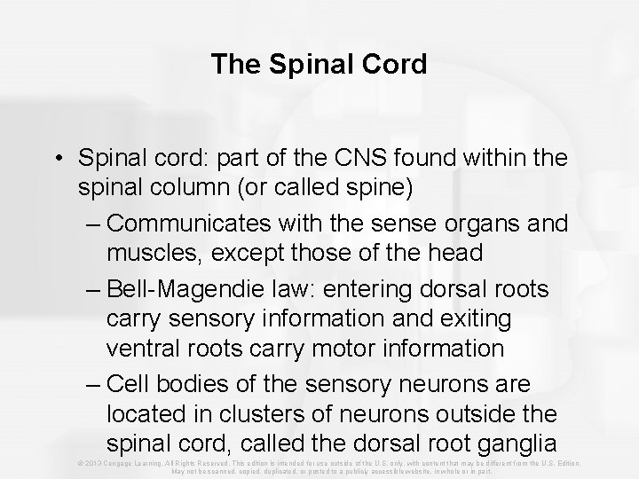 The Spinal Cord • Spinal cord: part of the CNS found within the spinal
