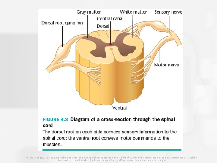 © 2013 Cengage Learning. All Rights Reserved. This edition is intended for use outside