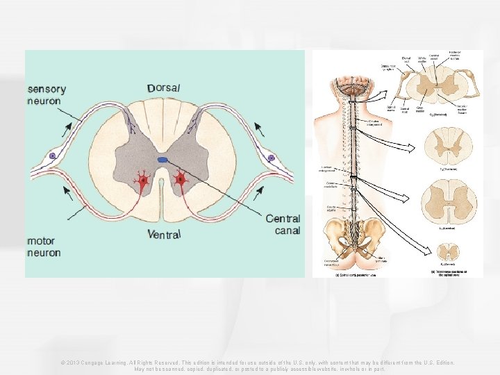 © 2013 Cengage Learning. All Rights Reserved. This edition is intended for use outside