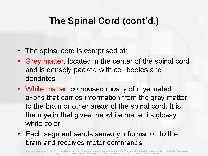 The Spinal Cord (cont’d. ) • The spinal cord is comprised of: • Grey