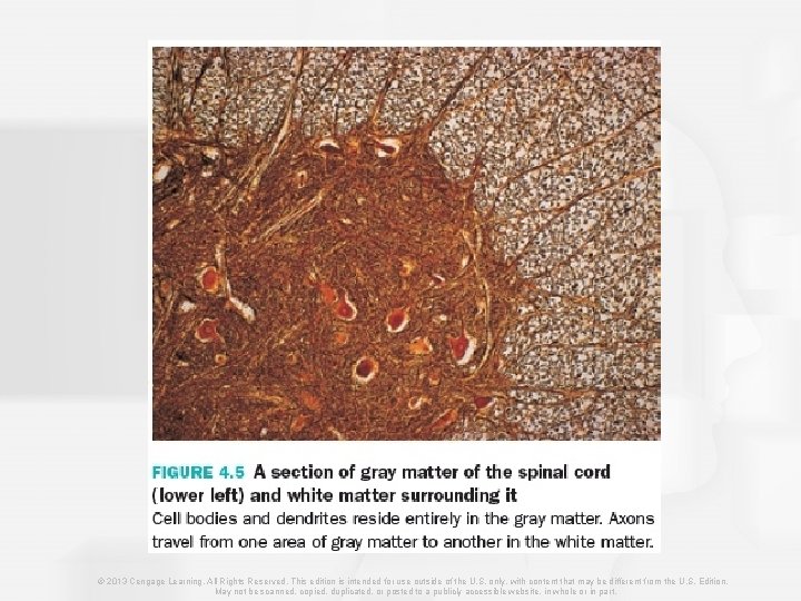 © 2013 Cengage Learning. All Rights Reserved. This edition is intended for use outside