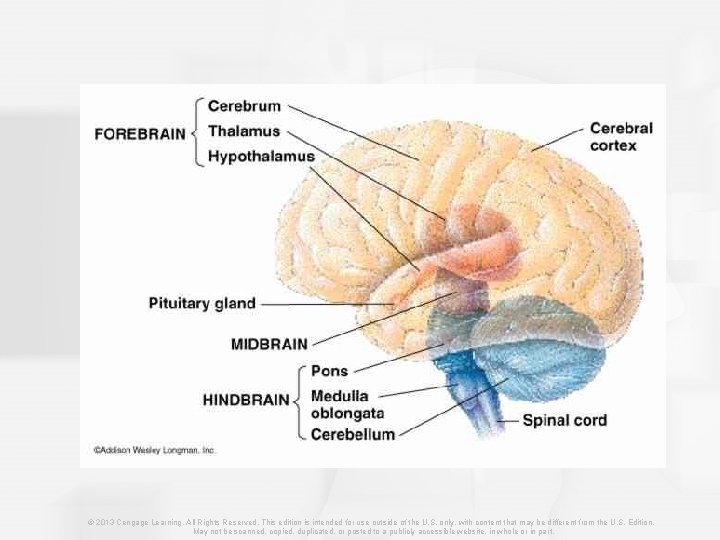 © 2013 Cengage Learning. All Rights Reserved. This edition is intended for use outside