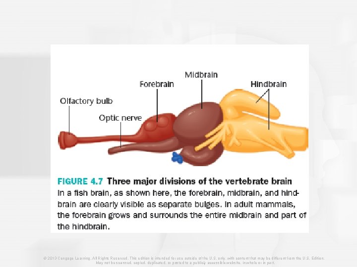 © 2013 Cengage Learning. All Rights Reserved. This edition is intended for use outside