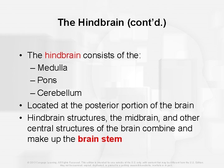 The Hindbrain (cont’d. ) • The hindbrain consists of the: – Medulla – Pons