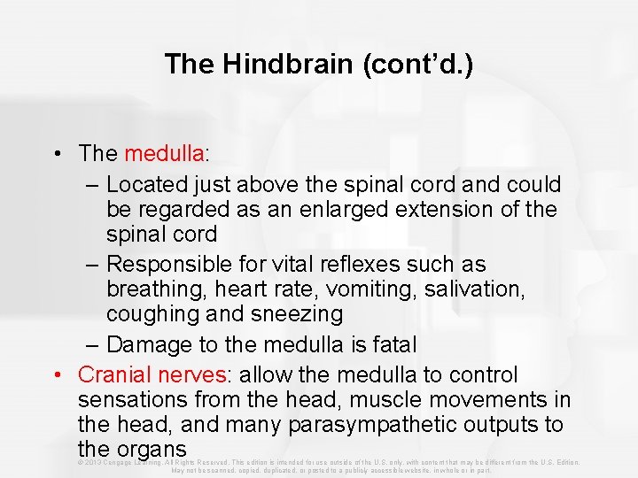 The Hindbrain (cont’d. ) • The medulla: – Located just above the spinal cord