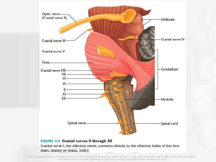 © 2013 Cengage Learning. All Rights Reserved. This edition is intended for use outside