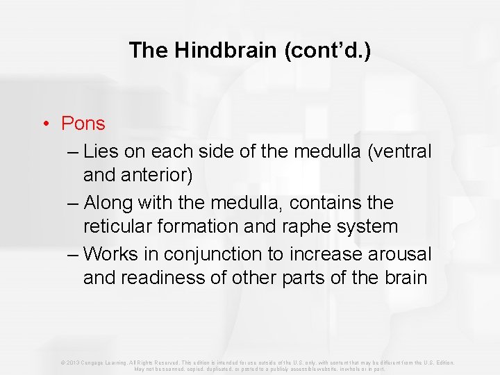 The Hindbrain (cont’d. ) • Pons – Lies on each side of the medulla
