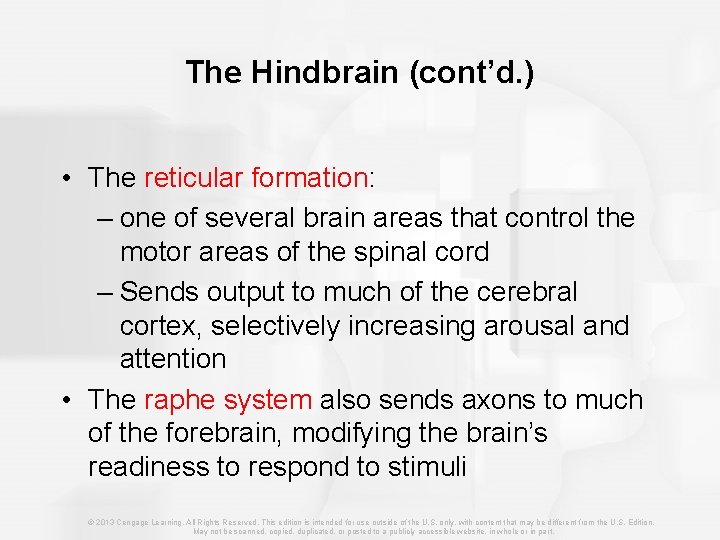 The Hindbrain (cont’d. ) • The reticular formation: – one of several brain areas