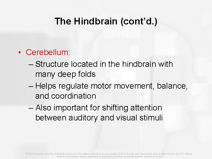 The Hindbrain (cont’d. ) • Cerebellum: – Structure located in the hindbrain with many