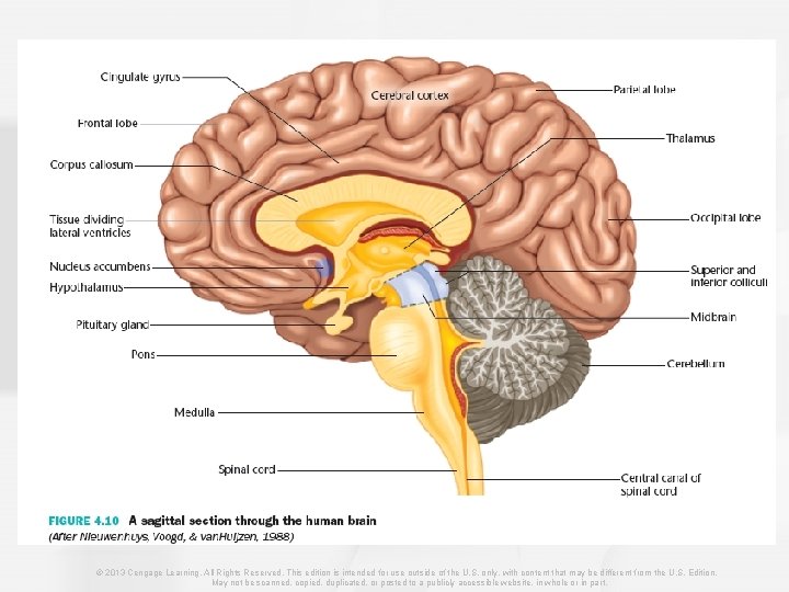 © 2013 Cengage Learning. All Rights Reserved. This edition is intended for use outside