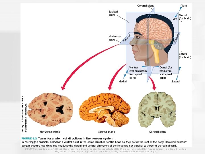 © 2013 Cengage Learning. All Rights Reserved. This edition is intended for use outside