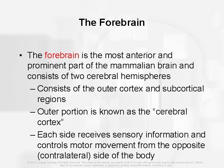 The Forebrain • The forebrain is the most anterior and prominent part of the