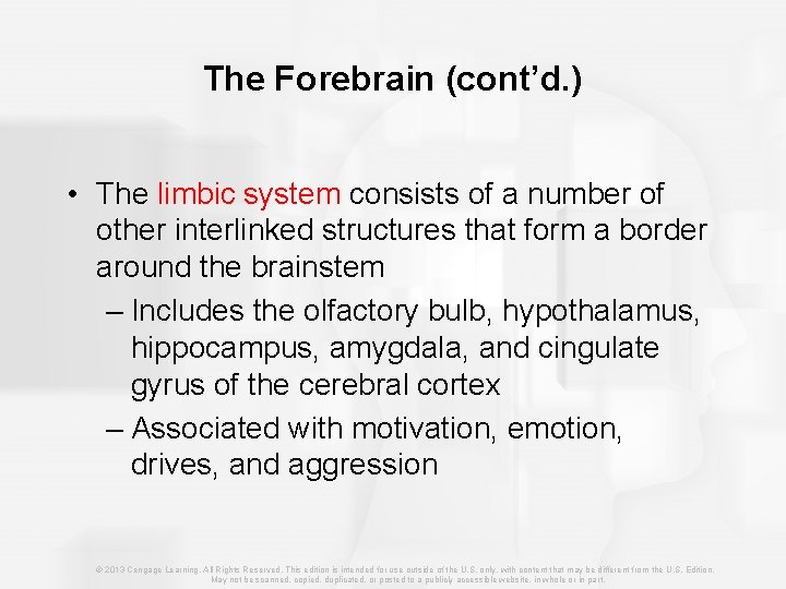 The Forebrain (cont’d. ) • The limbic system consists of a number of other
