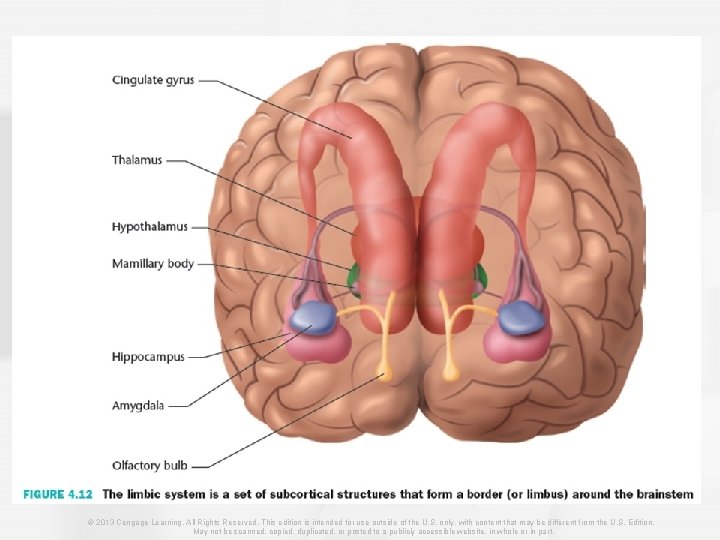© 2013 Cengage Learning. All Rights Reserved. This edition is intended for use outside