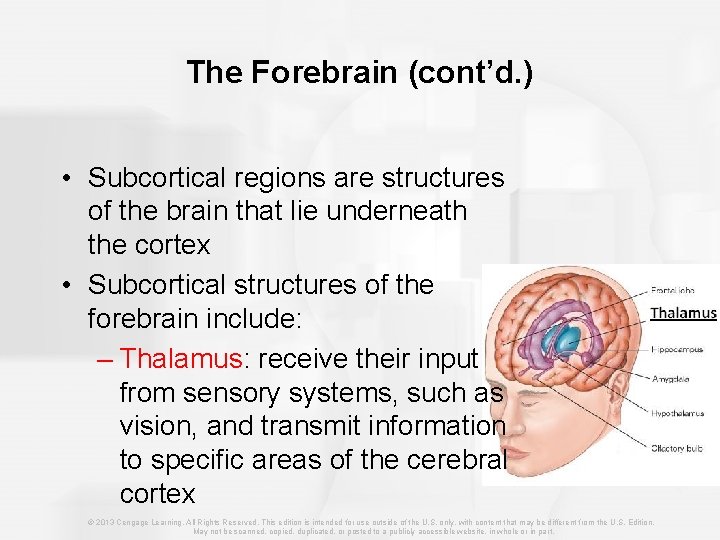 The Forebrain (cont’d. ) • Subcortical regions are structures of the brain that lie