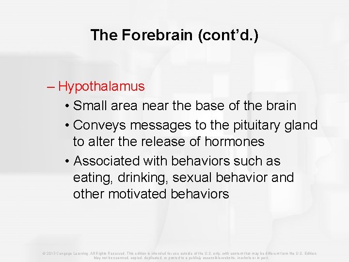 The Forebrain (cont’d. ) – Hypothalamus • Small area near the base of the