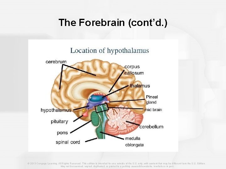 The Forebrain (cont’d. ) – Hypothalamus © 2013 Cengage Learning. All Rights Reserved. This