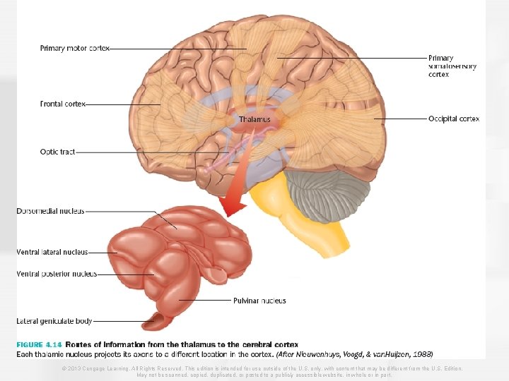 © 2013 Cengage Learning. All Rights Reserved. This edition is intended for use outside