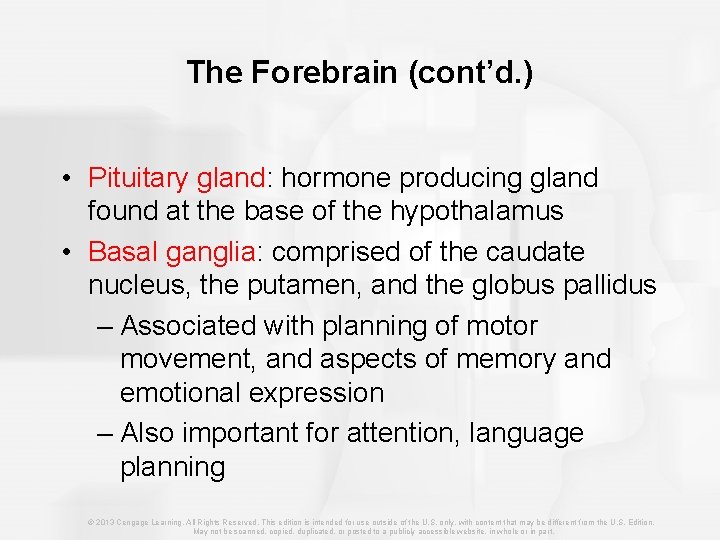 The Forebrain (cont’d. ) • Pituitary gland: hormone producing gland found at the base