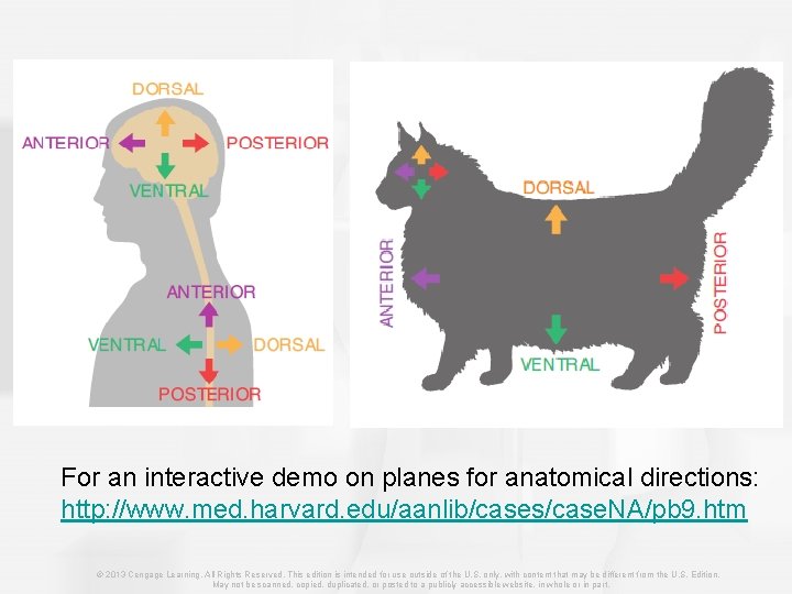 For an interactive demo on planes for anatomical directions: http: //www. med. harvard. edu/aanlib/cases/case.