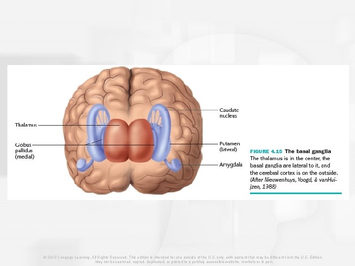 © 2013 Cengage Learning. All Rights Reserved. This edition is intended for use outside