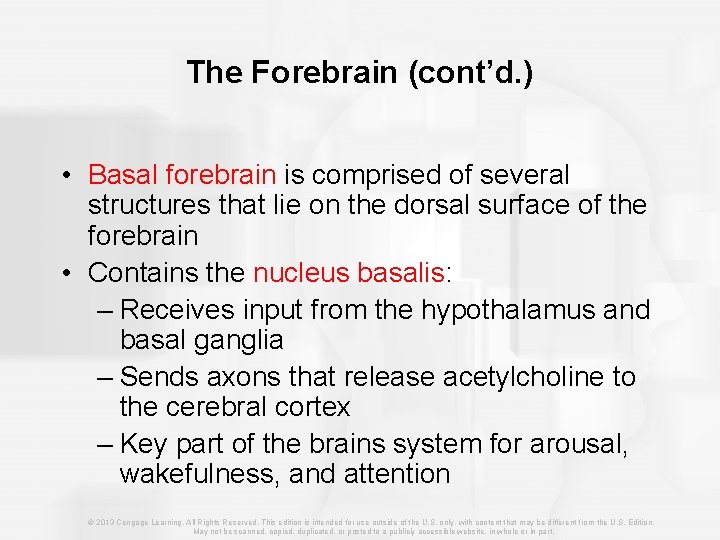 The Forebrain (cont’d. ) • Basal forebrain is comprised of several structures that lie