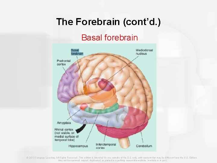 The Forebrain (cont’d. ) Basal forebrain © 2013 Cengage Learning. All Rights Reserved. This