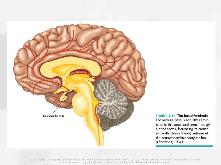© 2013 Cengage Learning. All Rights Reserved. This edition is intended for use outside