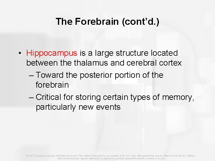 The Forebrain (cont’d. ) • Hippocampus is a large structure located between the thalamus