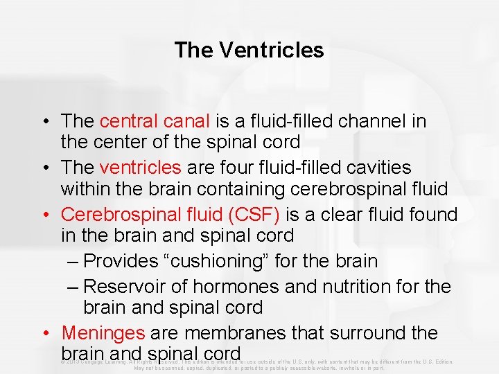 The Ventricles • The central canal is a fluid-filled channel in the center of