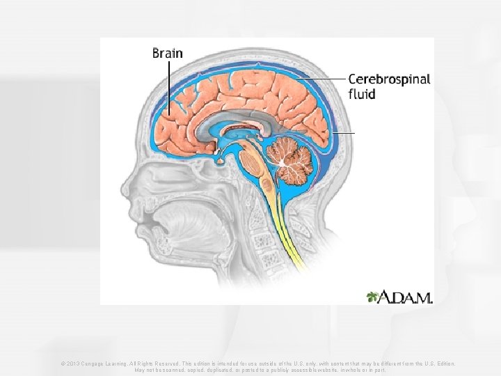 © 2013 Cengage Learning. All Rights Reserved. This edition is intended for use outside