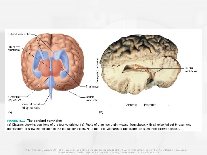 © 2013 Cengage Learning. All Rights Reserved. This edition is intended for use outside