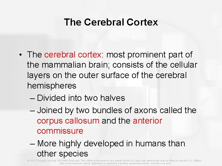 The Cerebral Cortex • The cerebral cortex: most prominent part of the mammalian brain;