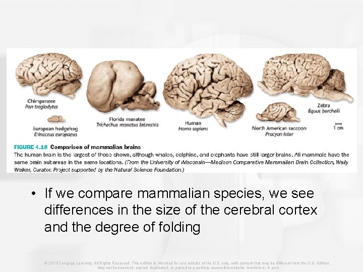 • If we compare mammalian species, we see differences in the size of